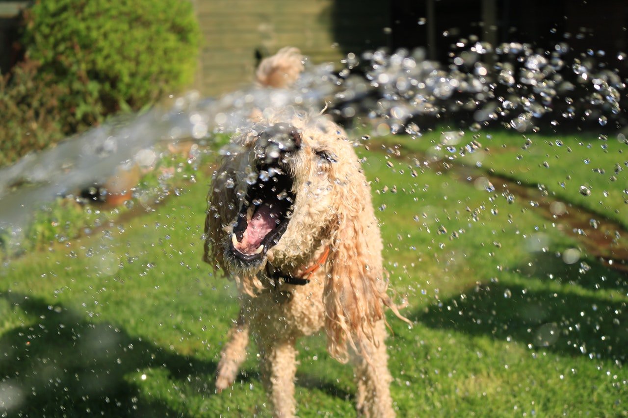 Hoe Vaak Mag Je Een Hond Wassen?